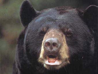 ����������� � ����� worldofanimals.ru