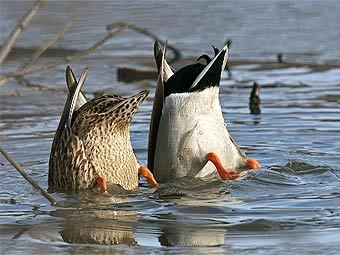�� ����� �� ��� ����� ������. ���� � ����� alaska-in-pictures.com