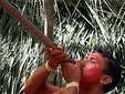 Индеец племени корубо. Фото с сайта amazon-indians.org 