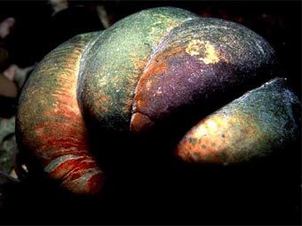 ������� ������-�������� Crepidula fornicata. � ������� ����� ������ ����� ������ ��� � �������� �� �������. ���� � ����� ukmpas.org