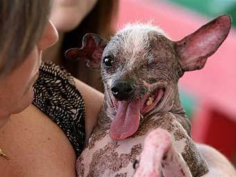 http://img.lenta.ru/articles/2008/11/11/dog/picture.jpg