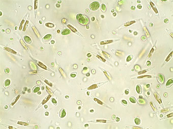 ������������. ���� � ����� dtplankton.com