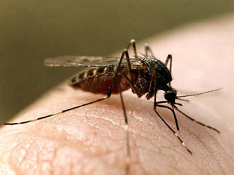 ���� � ����� pestcontrol.ru 