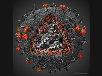 Модель вирусной частицы ВИЧ. Изображение студии Visual Science