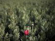 Маковое поле в Афганистане. Фото (c)AFP