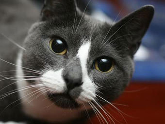 Фото кота из твиттера Sockamillion