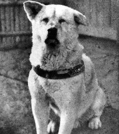 Хатико в 1935 году