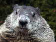 ����� ���. ���� � ����� groundhog.org