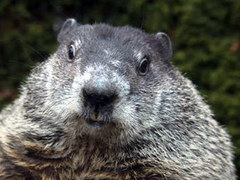 ����� ���. ���� � ����� groundhog.org