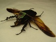 Жук-слон с микроконтроллером полета. Фото с сайта physorg.com
