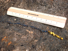 Нитка из 67 стеклянных синих и желтых бус, найдена на том месте, где ее потеряла хозяйка в первой половине X века. Фото Тамары Пушкиной. Нажмите, чтобы увеличить.
