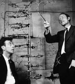 Ученые Джеймс Уотсон (James Watson) и Френсис Крик (Francis Crick), 1953 год. Фото с сайта science.jrank.org