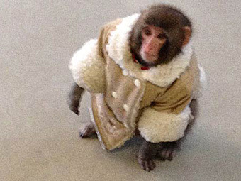 http://img.lenta.ru/articles/2012/12/12/monkey/picture.jpg