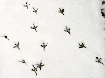 Фото: Lucas Jackson / Reuters Фото: Lucas Jackson / Reuters