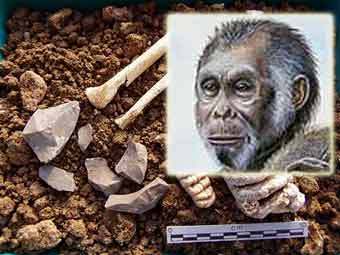 Homo floresiensis �� ���� ��������, ���� � ����� uow.edu.au