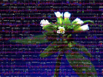 �������� ������ Arabidopsis thaliana  �� ���� ��������, ����������� � ����� berkeley.edu