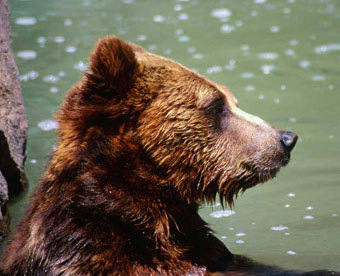 Фото сайта bigbear.us