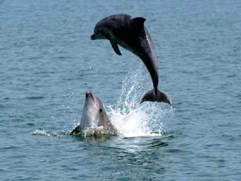 �������� � ���������� �������, ���� � ����� dolphin.com.ua