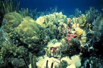 ���������� ����, ���� � ����� sero.nmfs.noaa.gov