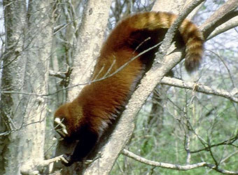 ������� �����, ���� � ����� animalinfo.org