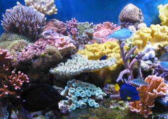 ���������� ���, ���� � ����� coralreefecosystems.com