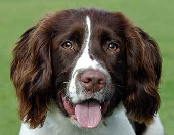 ���������� ��������-��������, ���� � ����� www.copyright-free-pictures.org.uk