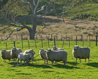 ��������� ����, ���� � ����� pinker.wjh.harvard.edu