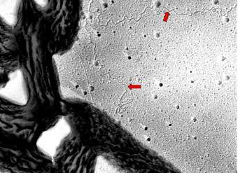 Geobacter � "�����������", ���� � ����� geobacter.org