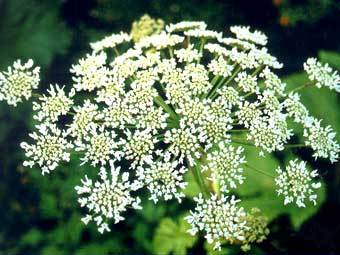 ��������, ���� � ����� greeninfo.ru