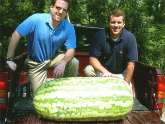        ,    giantwatermelons.com