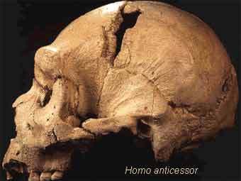 ����� Homo Anticessor. ���� � ����� bellarmine.edu