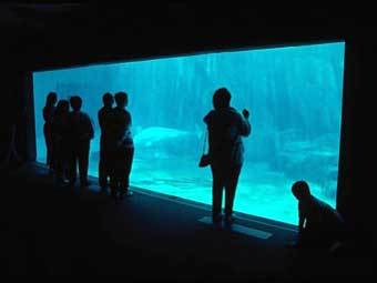 Фото с сайта www.oceanarium.ru