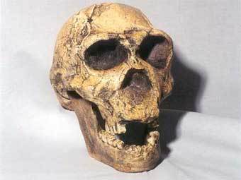 ����� Homo ergaster. ���� � ����� skulls-skeletons.com
