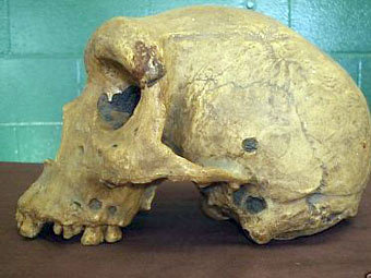 ����� �������������. ���� � ����� neanderthal.de