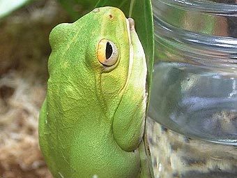 Древесная лягушка вида Rhacophorus. Фото с сайта wikipedia.org 