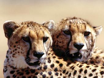 �������. ���� � ����� wildlifepictures.com 
