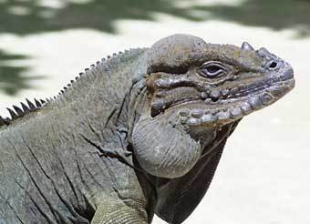 ���� � ����� iucn-isg.org