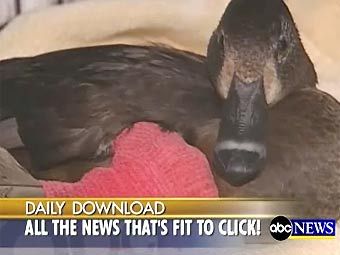 ������� ����� ��������. ���� ABC News
