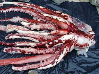 ������� ���� Mesonychoteuthis hamiltoni. ���� � ����� tolweb.org 