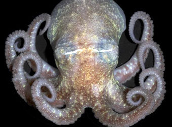 �������������� ��������. ���� � ����� livescience.com