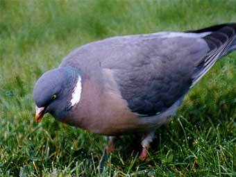 ���� � ����� english-country-garden.com
