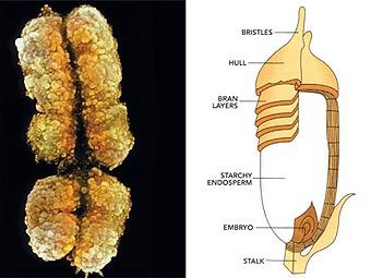 �-��������� �������� (���� � ����� scienceclarified.com) � ������������� ����������� �������� ����� (� ����� wikipedia.org)