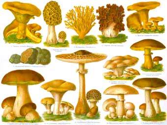 ����������� � ����� Chartingnature.com