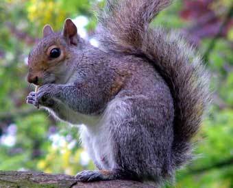 ����� �����. ���� � ����� mooseyscountrygarden.com