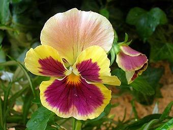 ������� ������ (Viola tricolor hortensis). ���� � ����� tamu.edu.