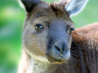 ��������� ����� �������. ���� � ����� wildlifepictures.com