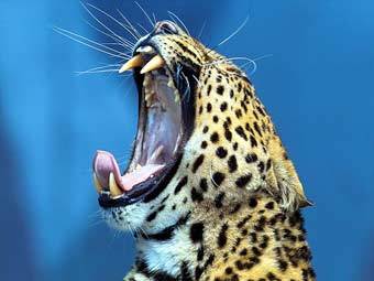 �������. ���� � ����� thebigcats.com 