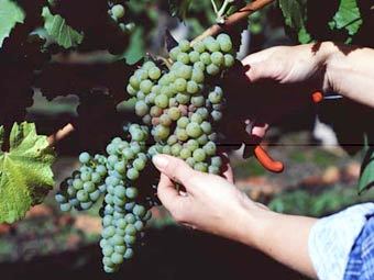 ���� ��������� � ��������. ���� � ����� moldovawines.co.uk