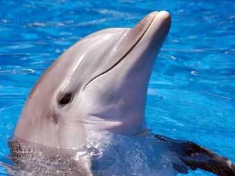 ���� � ����� hitech-dolphin.com