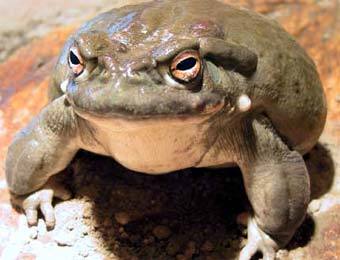 ���� � ����� hoglezoo.org.